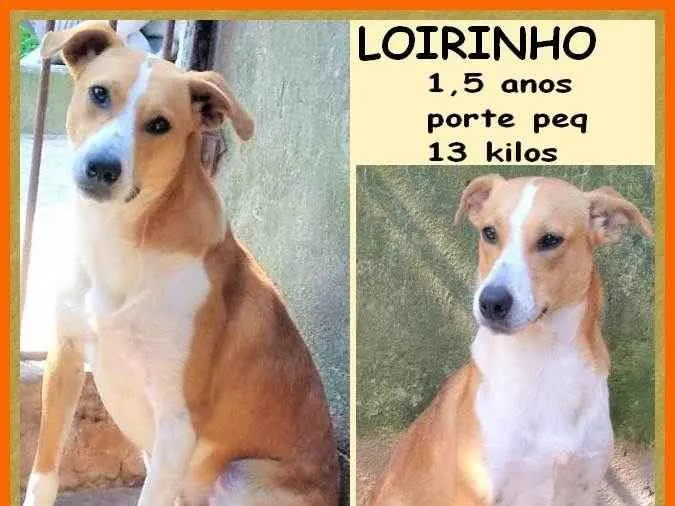 Cachorro ra a SRD-ViraLata idade 1 ano nome Loirinho