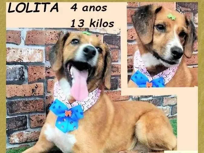 Cachorro ra a SRD-ViraLata idade 4 anos nome Lolita