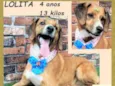 Lolita