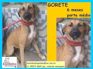 Cachorro raça SRD-ViraLata idade 2 a 6 meses nome Gorete