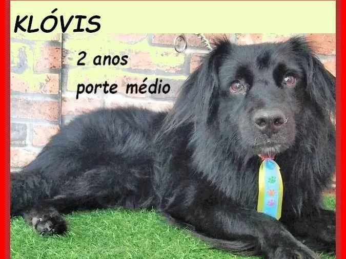 Cachorro ra a SRD-ViraLata idade 2 anos nome Klóvis