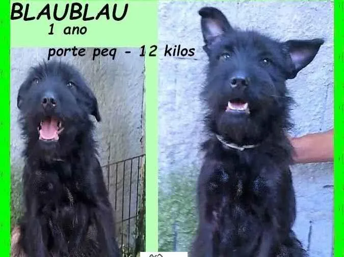 Cachorro ra a SRD-ViraLata idade 1 ano nome BlauBlau