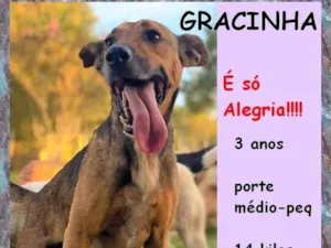 Cachorro raça SRD-ViraLata idade 3 anos nome Gracinha