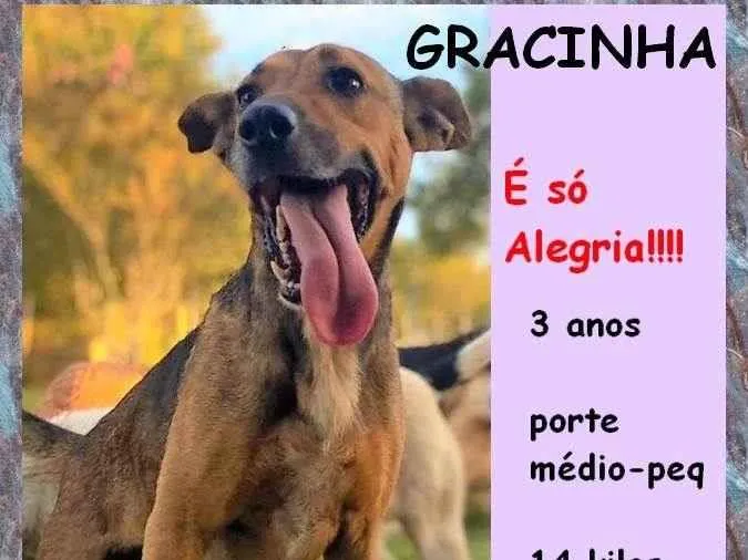 Cachorro ra a SRD-ViraLata idade 3 anos nome Gracinha
