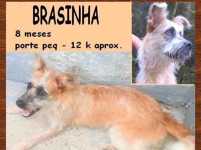 Cachorro ra a SRD-ViraLata idade 7 a 11 meses nome Brasinha