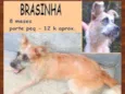 Brasinha