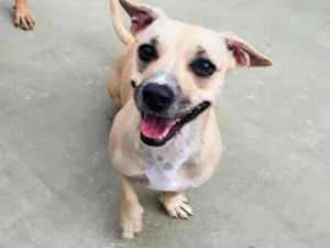 Cachorro raça SRD-ViraLata idade 2 anos nome Tina