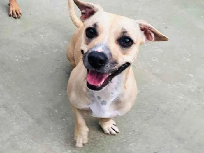 Cachorro ra a SRD-ViraLata idade 2 anos nome Tina