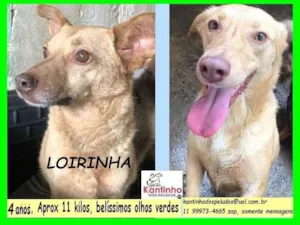 Cachorro raça SRD-ViraLata idade 4 anos nome Loirinha