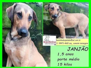 Cachorro raça SRD-ViraLata idade 1 ano nome Janjão