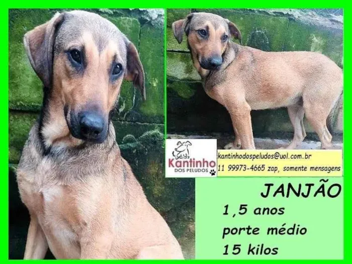 Cachorro ra a SRD-ViraLata idade 1 ano nome Janjão