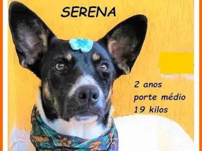 Cachorro raça SRD-ViraLata idade 2 anos nome Serena
