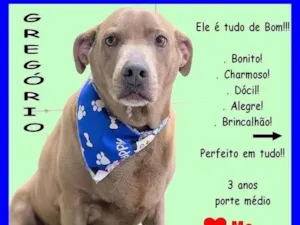 Cachorro raça SRD-ViraLata idade 3 anos nome Gregório