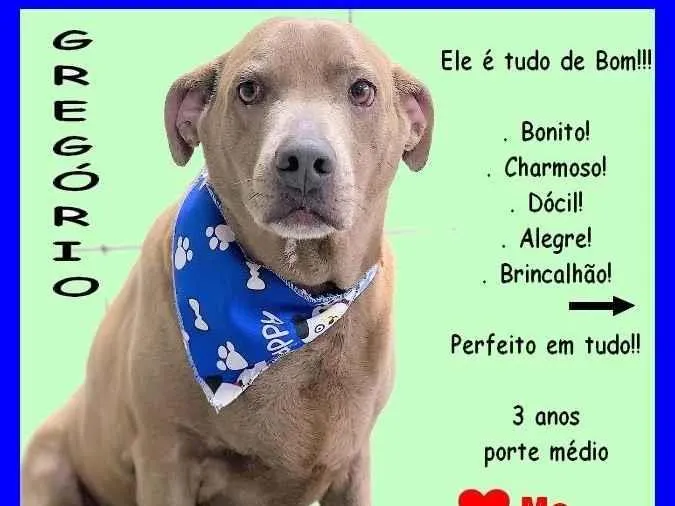 Cachorro ra a SRD-ViraLata idade 3 anos nome Gregório
