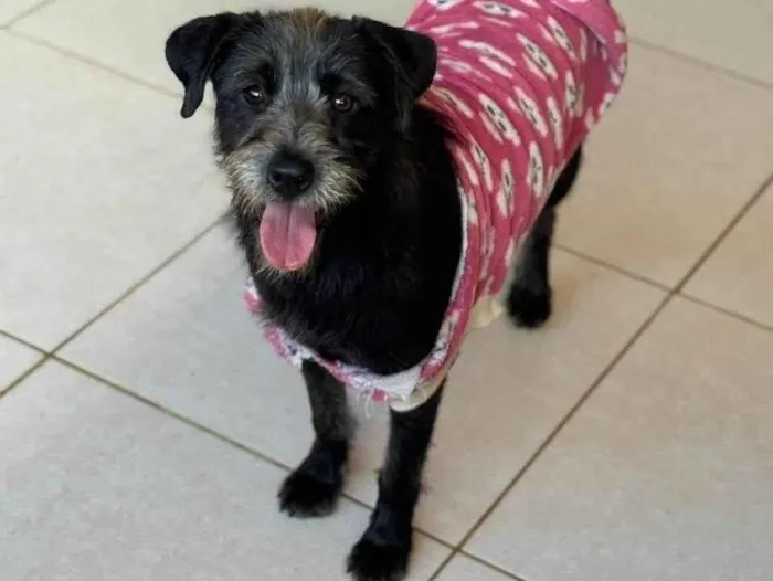 Cachorro ra a SRD-ViraLata idade 3 anos nome Graça