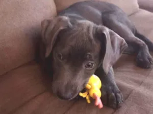 Cachorro raça SRD-ViraLata idade 2 a 6 meses nome Luna
