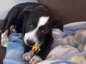 Cachorro raça SRD-ViraLata idade 2 a 6 meses nome Bela