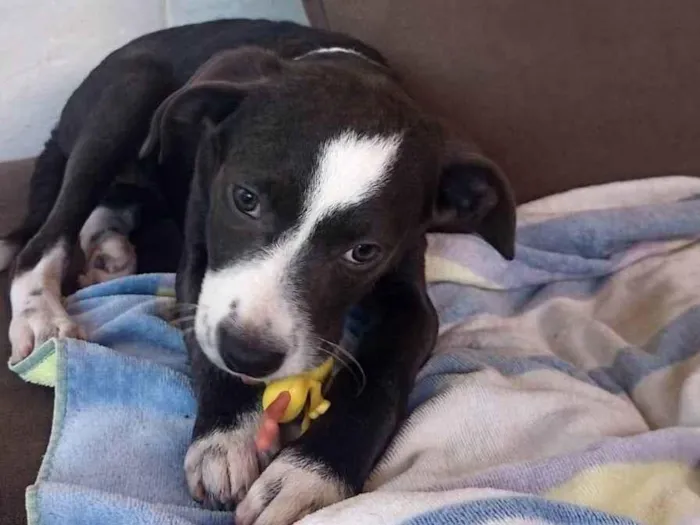 Cachorro ra a SRD-ViraLata idade 2 a 6 meses nome Bela