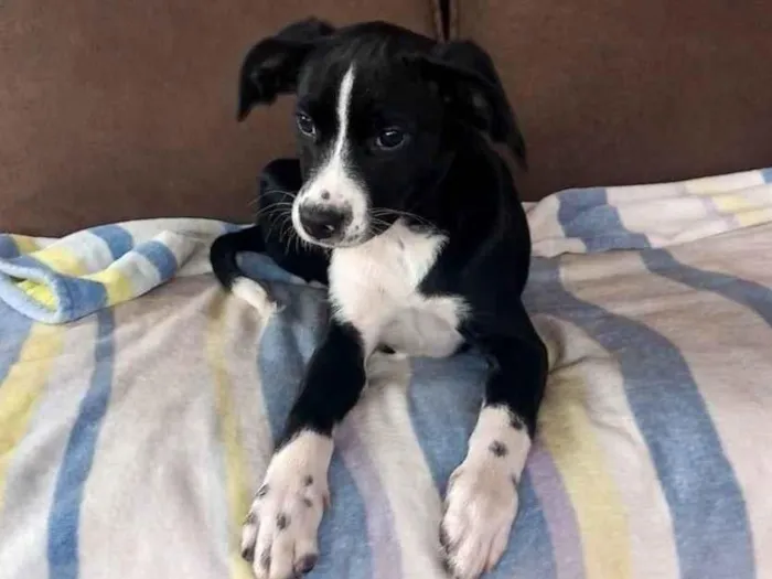 Cachorro ra a SRD-ViraLata idade 2 a 6 meses nome Princesa