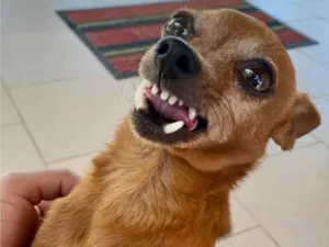 Cachorro raça Pinscher idade 4 anos nome Sukito 