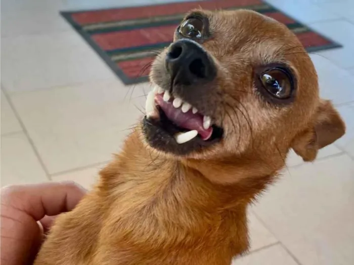 Cachorro ra a Pinscher idade 4 anos nome Sukito 
