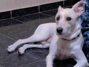 Cachorro raça SRD-ViraLata idade 7 a 11 meses nome Adoção Urgente