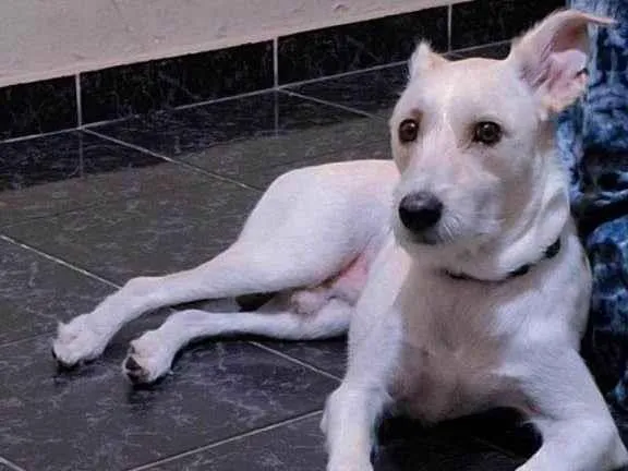 Cachorro ra a SRD-ViraLata idade 7 a 11 meses nome Adoção Urgente
