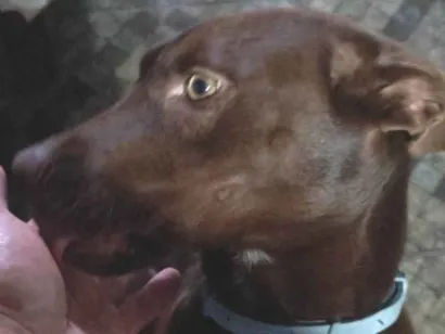 Cachorro raça SRD-ViraLata idade 1 ano nome Milka