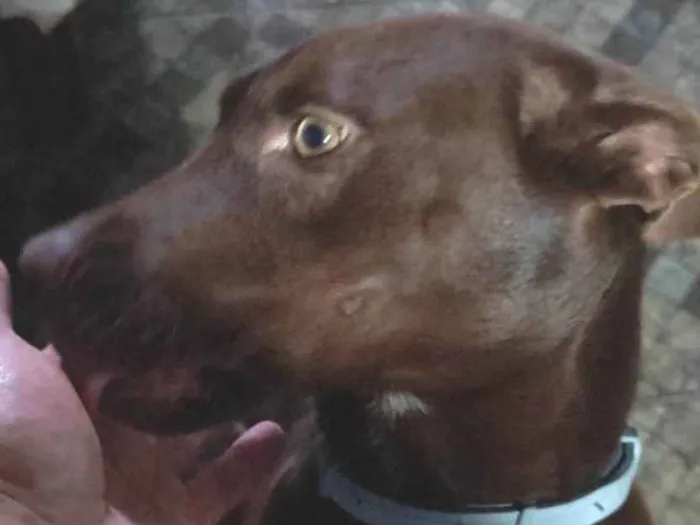 Cachorro ra a SRD-ViraLata idade 1 ano nome Milka