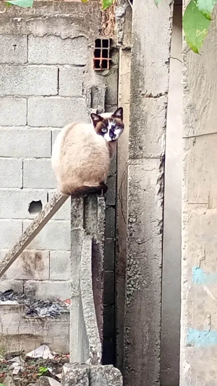 Gato ra a SRD-ViraLata idade 1 ano nome Não tem nome