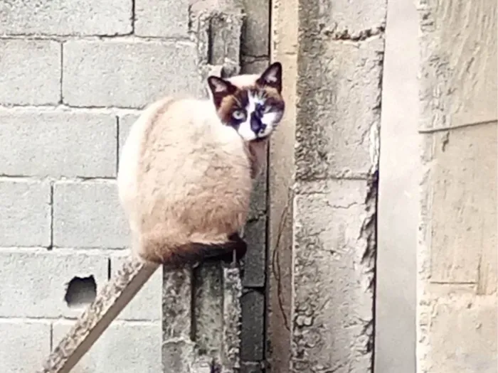 Gato ra a SRD-ViraLata idade 1 ano nome Não tem nome