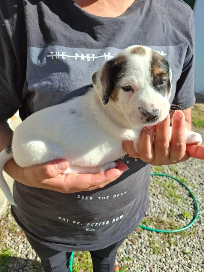 Cachorro ra a SRD-ViraLata idade 7 a 11 meses nome Kelly Aparecida Rebolho