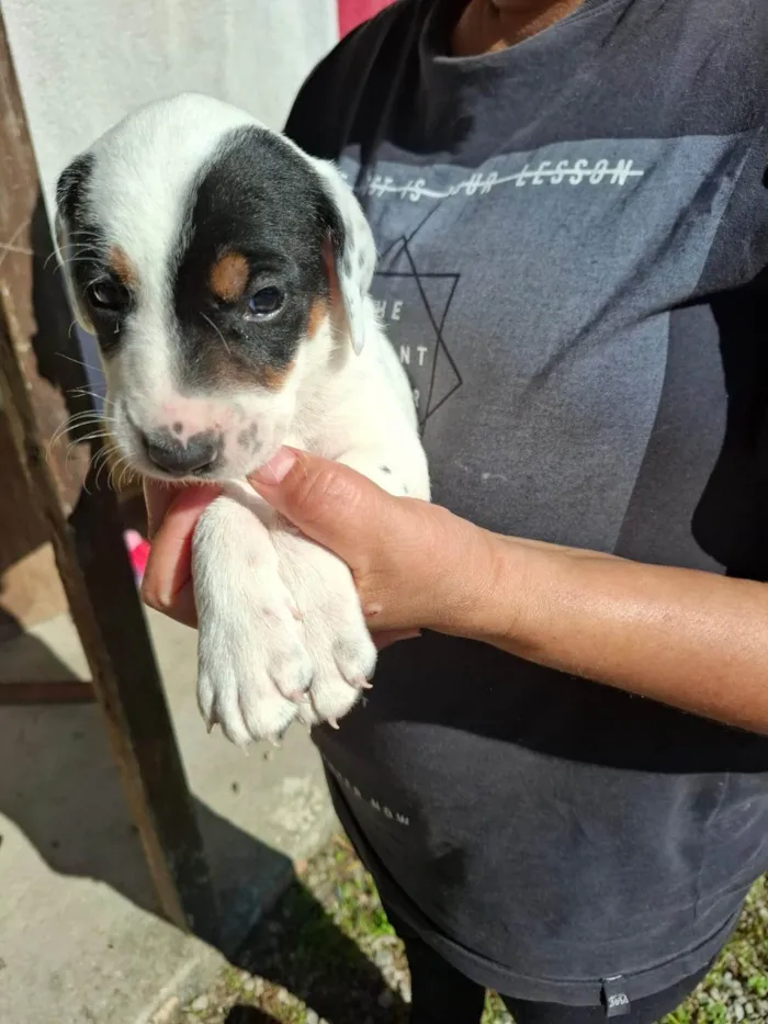 Cachorro ra a SRD-ViraLata idade 7 a 11 meses nome Kelly Aparecida Rebolho
