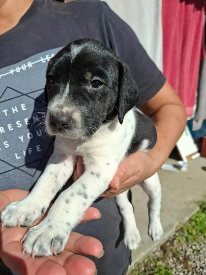 Cachorro ra a SRD-ViraLata idade 7 a 11 meses nome Kelly Aparecida Rebolho