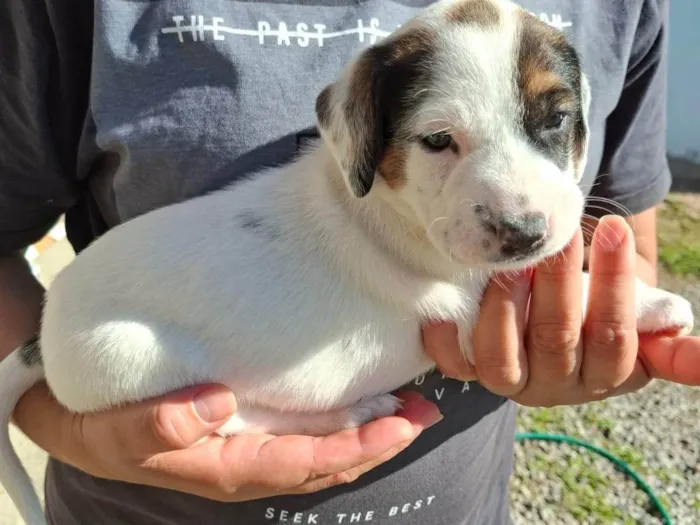 Cachorro ra a SRD-ViraLata idade 7 a 11 meses nome Kelly Aparecida Rebolho