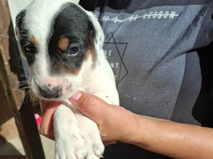 Cachorro ra a SRD-ViraLata idade 7 a 11 meses nome Kelly Aparecida Rebolho