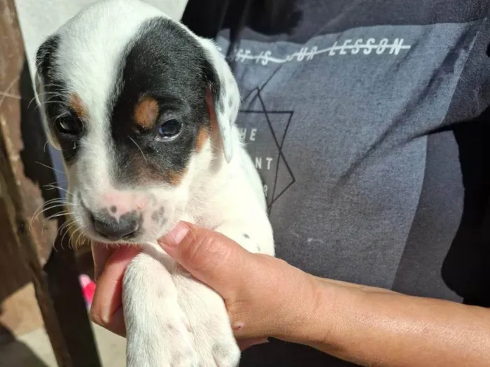 Cachorro ra a SRD-ViraLata idade 7 a 11 meses nome Kelly Aparecida Rebolho