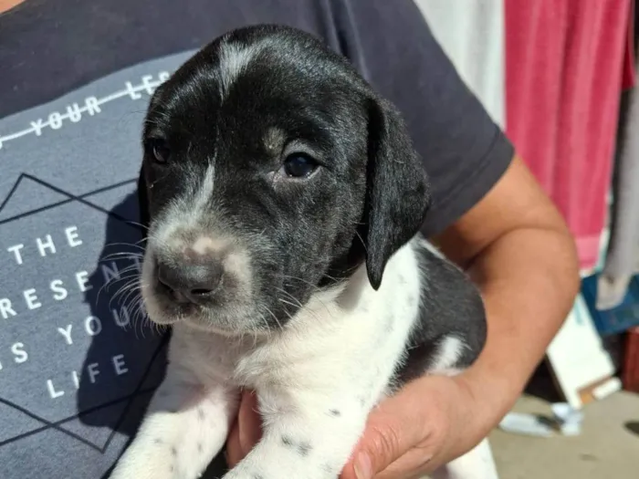 Cachorro ra a SRD-ViraLata idade 7 a 11 meses nome Kelly Aparecida Rebolho
