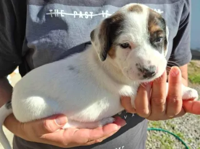 Cachorro raça SRD-ViraLata idade 7 a 11 meses nome Kelly Aparecida Rebolho