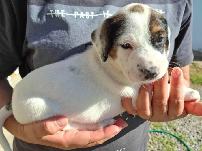 Cachorro ra a SRD-ViraLata idade 7 a 11 meses nome Kelly Aparecida Rebolho