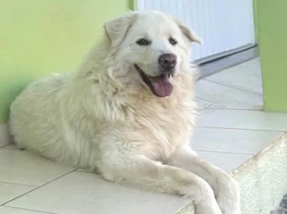 Cachorro raça Pastor Alemão idade 4 anos nome Sem nome 