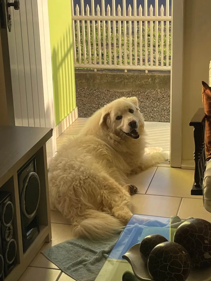 Cachorro ra a Pastor Alemão idade 4 anos nome Sem nome 