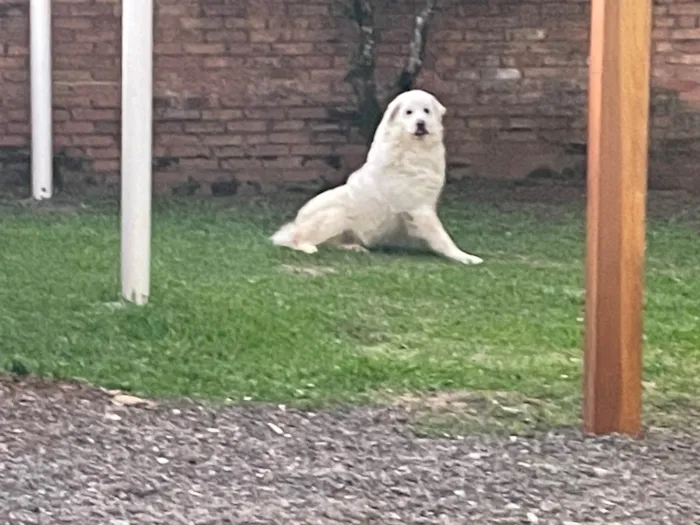 Cachorro ra a Pastor Alemão idade 4 anos nome Sem nome 