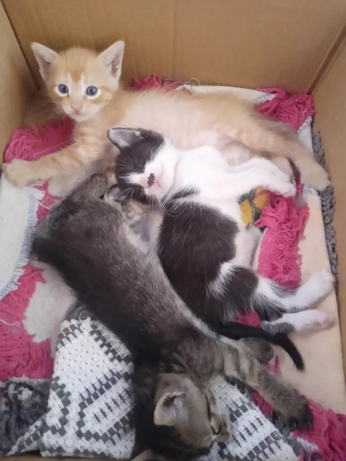 Gato ra a SRD-ViraLata idade Abaixo de 2 meses nome ainda sem nome