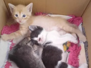 Gato raça SRD-ViraLata idade Abaixo de 2 meses nome ainda sem nome