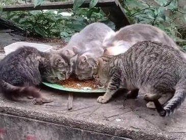 Gato raça Siamês idade 2 a 6 meses nome Sem nome