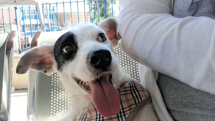 Cachorro ra a SRD-ViraLata idade 1 ano nome Madalena 