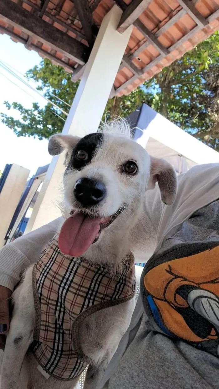 Cachorro ra a SRD-ViraLata idade 1 ano nome Madalena 