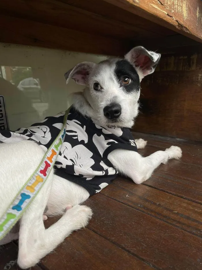 Cachorro ra a SRD-ViraLata idade 1 ano nome Madalena 