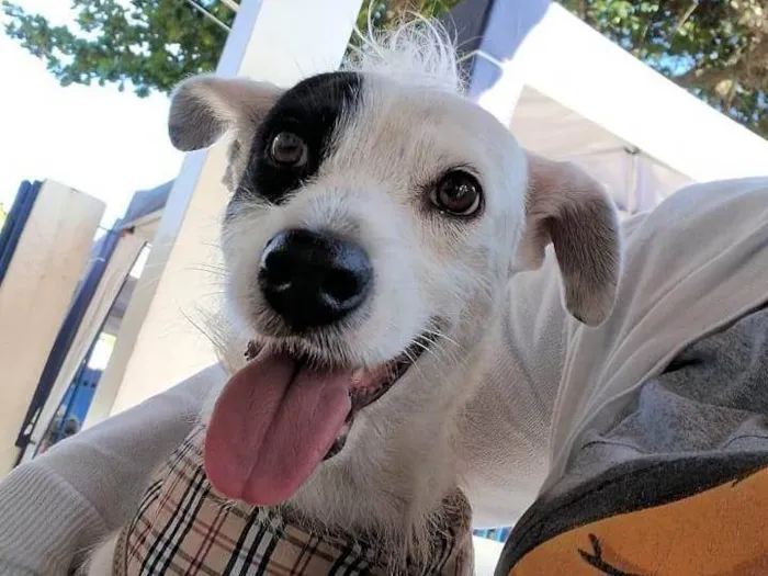 Cachorro ra a SRD-ViraLata idade 1 ano nome Madalena 